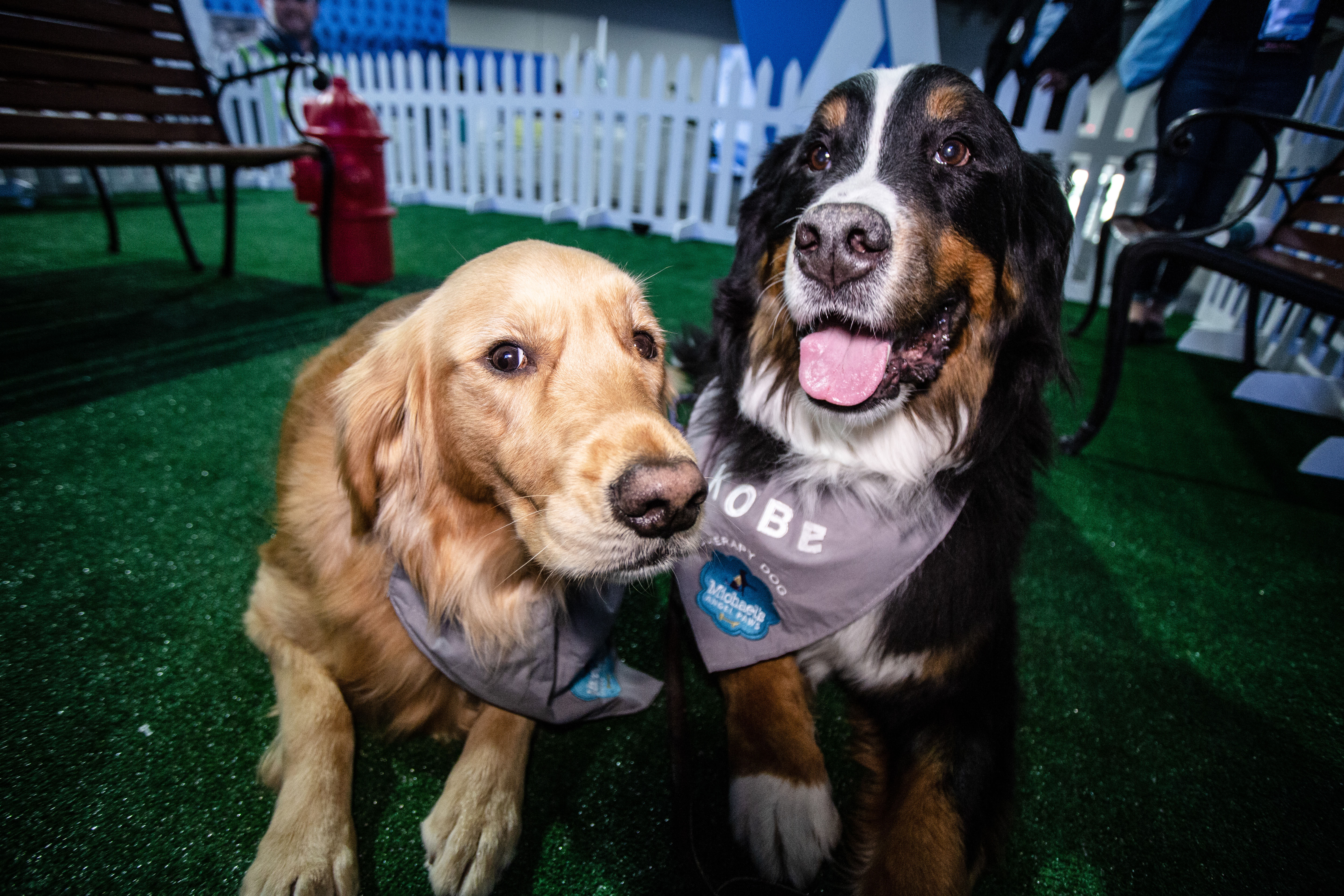 Two adorable dogs