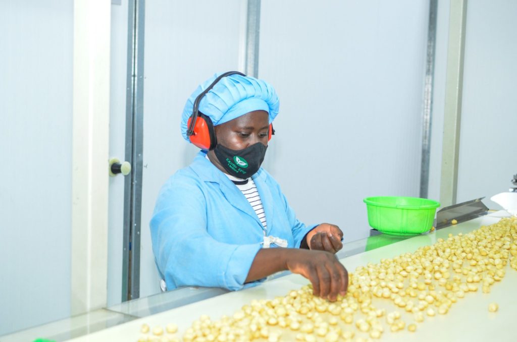 Sorting Macademia Nuts Kenya