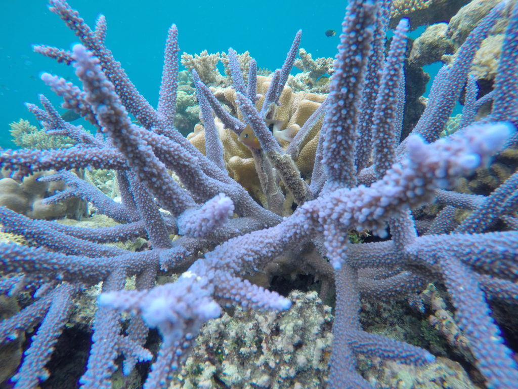 Coral Maker is Saving Coral Reefs With Additive and Traditional  Manufacturing - Fusion Blog