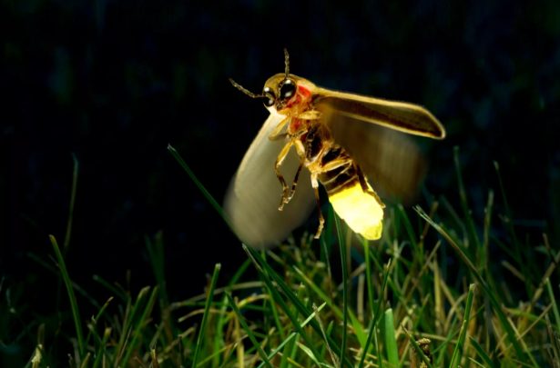 Firefly luminescence